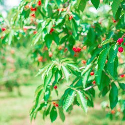 Ditzler Orchard