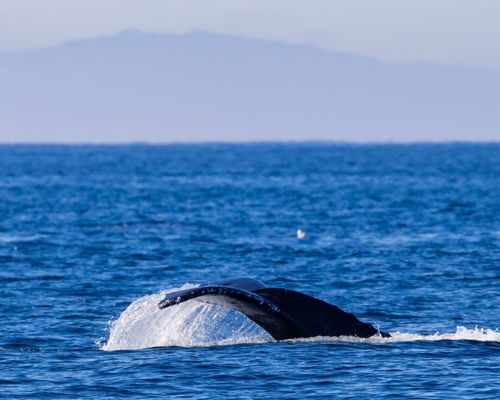 Davey's Locker Whale Watching & Sportfishing by null
