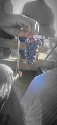 Temecula carriage company by null