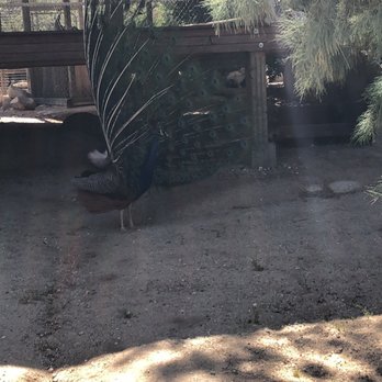 Desert View Tower - Guard peacock - Parks Near Me - Jacumba Hot Springs, California