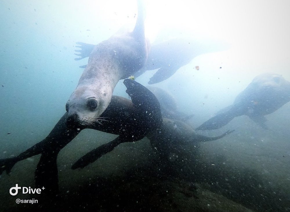 VANCOUVER DIVING LOCKER 44 Photos & 21 Reviews 2745 W 4th Ave