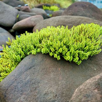 804 Trail - There are an astounding amount of plants able to survive in the basalt boulders! - Hiking Near Me 804 Trail - There are an astounding amount of plants able to survive in the basalt boulders! - Hiking Near Me