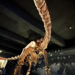 American Museum of Natural History