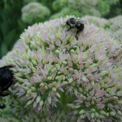 South Pleasantburg Nursery - The Buzz Around The Nursery Is Its The Place To Bee
