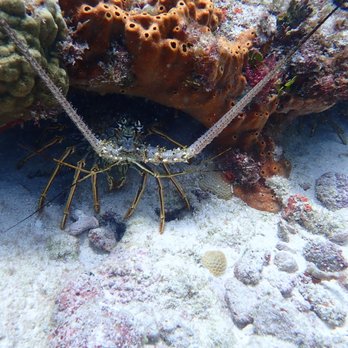 Wet Set Diving Adventures - Snorkeling Near Me - Puerto Morelos, ROO