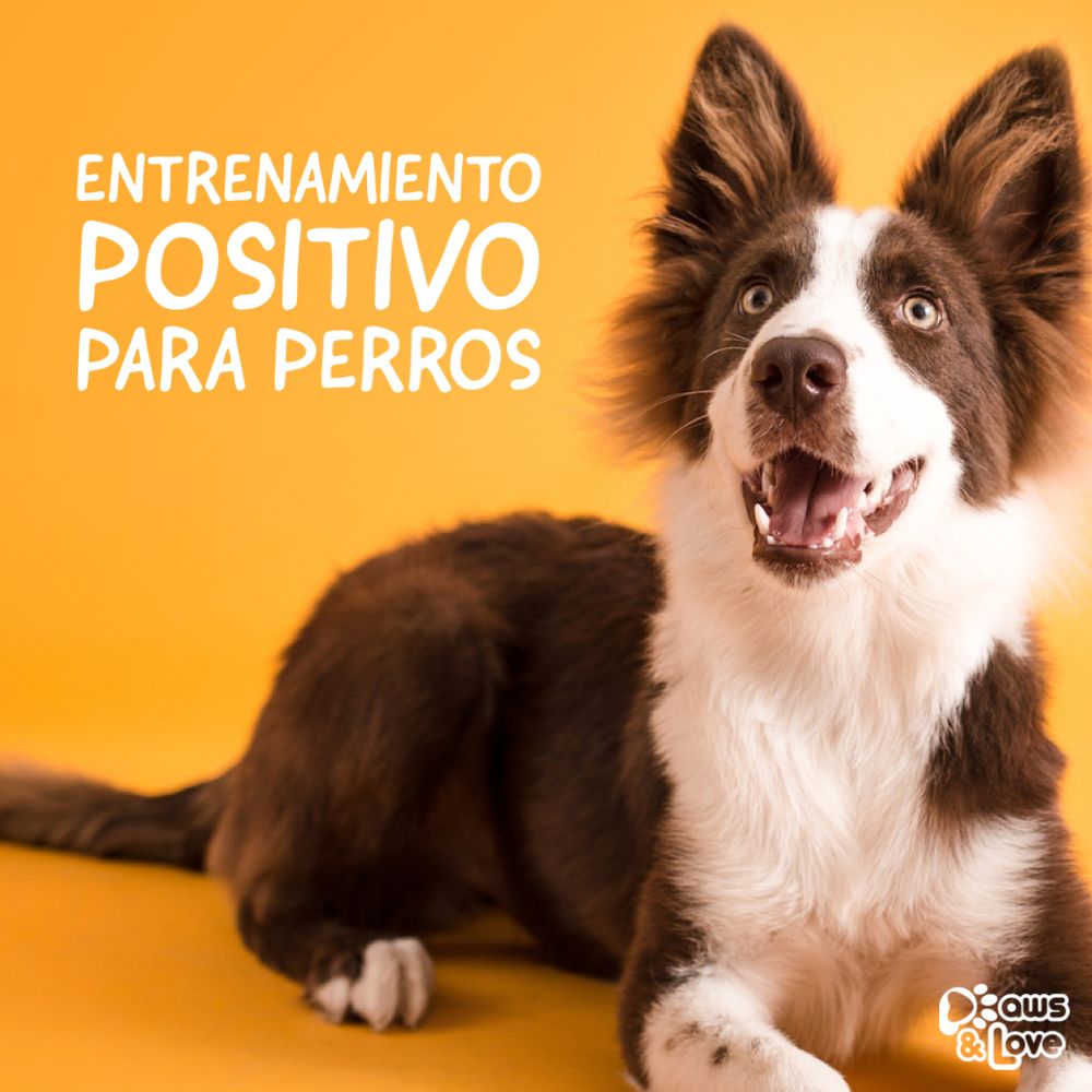 Paws & Love Image