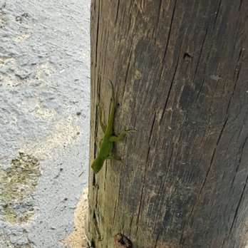 Noelia's - Cute lizard :) - Caribbean Near Me - Naguabo, Puerto Rico Noelia's - Cute lizard :) - Caribbean Near Me - Naguabo, Puerto Rico