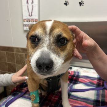 Encore Veterinary Hospital - This was the families boy. We miss him - Veterinarians Near Me - Odessa, Texas Encore Veterinary Hospital - This was the families boy. We miss him - Veterinarians Near Me - Odessa, Texas