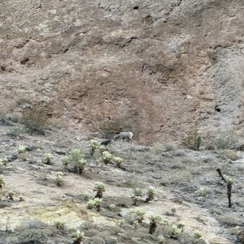 Dolly Steamboat - Big Horn Sheep - Boat Charters Near Me - Apache Junction, Arizona