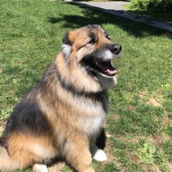 Star Psychiatric Healthcare - Our Office Mascot, "BUBBA"!!
