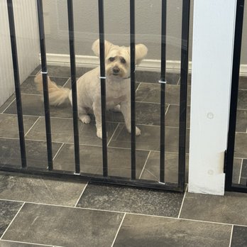 Bigdogsandcats - Pet Groomers Near Me - Downey, California