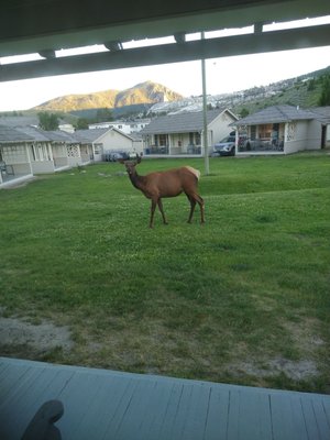 Mammoth Hot Springs Hotel & Cabins by null