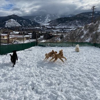 Walkin' The Dog - Winter yard fun! - Pet Boarding Near Me - Avon, Colorado