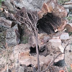 Keith Land And Tree - Giant hollow white oak near 6 foot across the stump. Termite damage after hurricane Sally caused the tree to split.