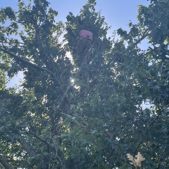 M&G Tree Service - Tree Services Near Me - Oklahoma City, Oklahoma M&G Tree Service - Tree Services Near Me - Oklahoma City, Oklahoma