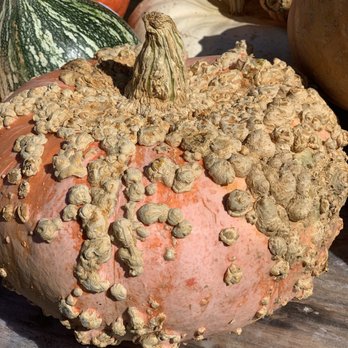 Lynd's Fruit Farm - Spoooky - Fruits & Veggies Near Me - Pataskala, Ohio