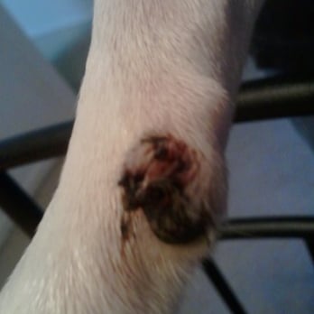 PetSmart Grooming - Brought her in for a Nail clipping/grinding. - Pet Training Near Me - Mobile, Alabama