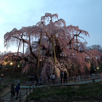 Miharu Takizakura by null