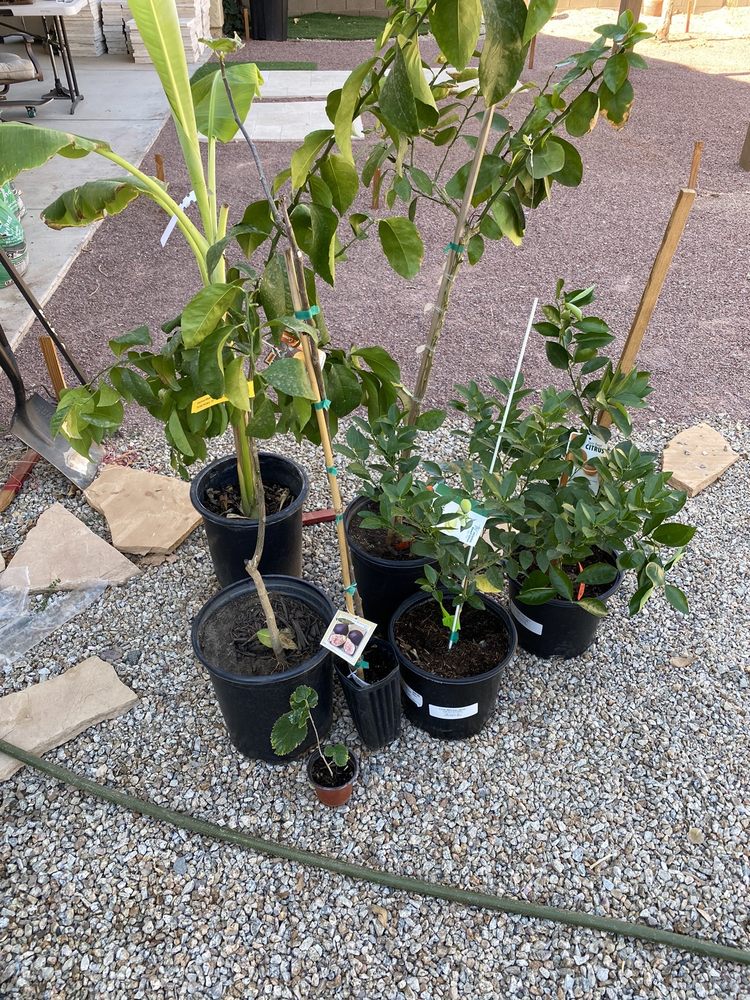 TROPICA MANGO RARE AND EXOTIC TROPICAL FRUIT TREE NURSERY Updated May