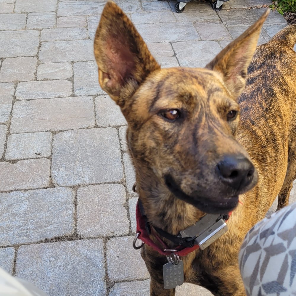 A Better Chance Rescue - Pet Adoption Near Me