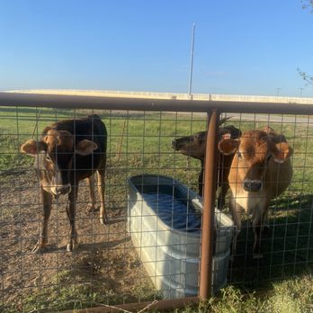 Spring Creek Farms - Specialty Food Near Me - Gainesville, Texas Spring Creek Farms - Specialty Food Near Me - Gainesville, Texas