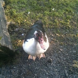 Glendeer Pet Farm