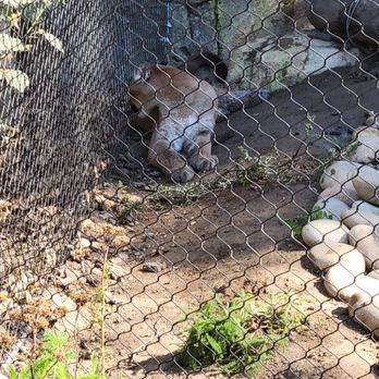 Orange County Zoo - big cat - Zoos Near Me - Orange, California Orange County Zoo - big cat - Zoos Near Me - Orange, California