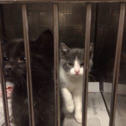 Abe J. Tuggle Animal Shelter and Adoption Center