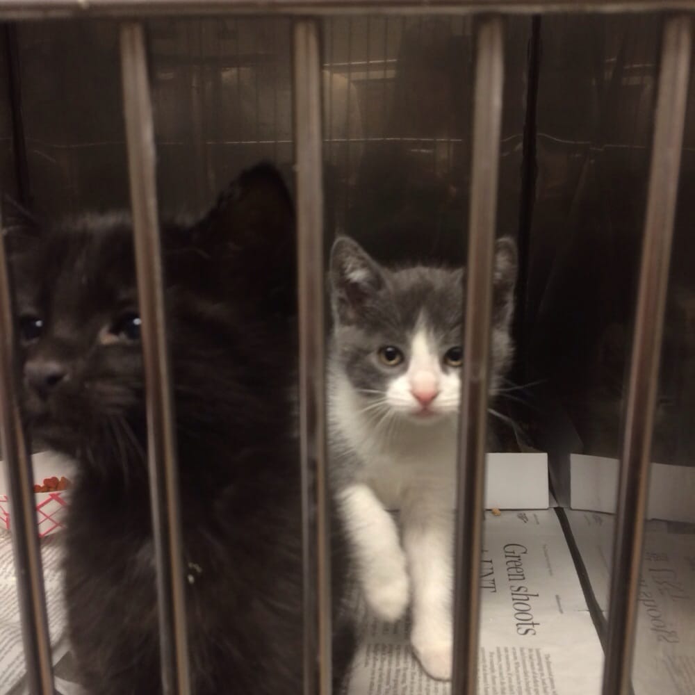 Abe J. Tuggle Animal Shelter and Adoption Center Image