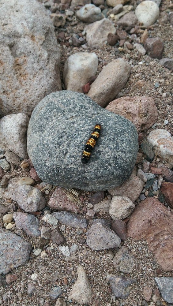 Social spots from Box Canyon