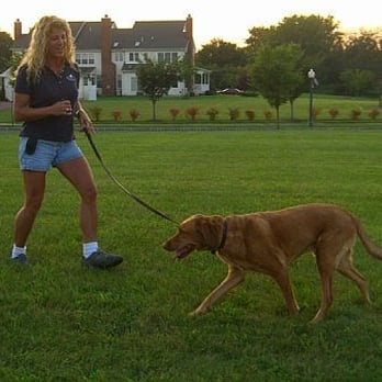 Canine Country - lynda with chester - Pet Sitting Near Me - Lower Gwynedd Township, Pennsylvania Canine Country - lynda with chester - Pet Sitting Near Me - Lower Gwynedd Township, Pennsylvania