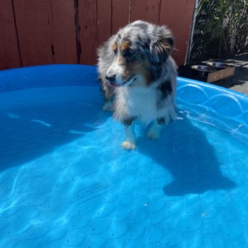 Doza’s Dogs - pool day at Omar's! - Pet Sitting Near Me Doza’s Dogs - pool day at Omar's! - Pet Sitting Near Me