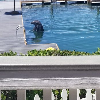 Hawks Cay Resort - Pretty dolphin - Resorts Near Me - Duck Key, Florida
