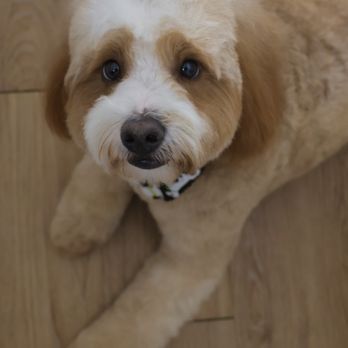 The Fluffy Spot Grooming - Pet Groomers Near Me - Redondo Beach, California The Fluffy Spot Grooming - Pet Groomers Near Me - Redondo Beach, California