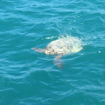 Captain Bob's Picnic Sail - TURTLE WATCHING - Boating Near Me - Kaneohe, Hawaii Captain Bob's Picnic Sail - TURTLE WATCHING - Boating Near Me - Kaneohe, Hawaii