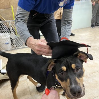 PetSmart - Intermediate graduation - Pet Stores Near Me - Chantilly, Virginia