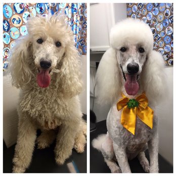 Gracious Grooming Mobile Pet Salon - Before and after on a Standard Poodle. - Pet Groomers Near Me - Mountain Home, Texas Gracious Grooming Mobile Pet Salon - Before and after on a Standard Poodle. - Pet Groomers Near Me - Mountain Home, Texas