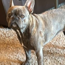 Three Dog Ranch - Nala
