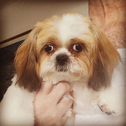 My puppy Gizmo from Arcadia Pets! My puppy Gizmo from Arcadia Pets!