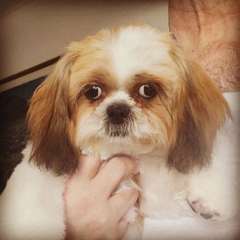 Arcadia Pets - My puppy Gizmo from Arcadia Pets! - Pet Stores Near Me - Staten Island, New York Arcadia Pets - My puppy Gizmo from Arcadia Pets! - Pet Stores Near Me - Staten Island, New York