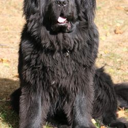 Legacy Animal Hospital - Quincy the Newfoundland.
