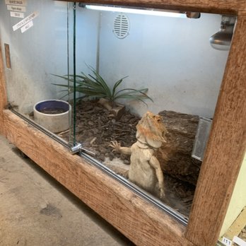 East Bay Vivarium - This tank is WAY too small for an adult bearded dragon - Reptile Shops Near Me - Berkeley, California