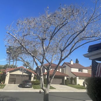 Coastal Arbor Tree Service - Trim up the Mimosa tree - Tree Services Near Me Coastal Arbor Tree Service - Trim up the Mimosa tree - Tree Services Near Me
