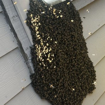 Bees In Boxes - Bees - Pest Control Near Me