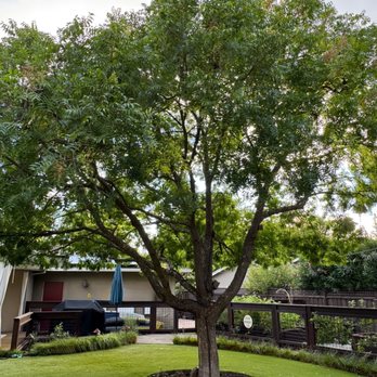 M&J Tree Care - Chinese Pistache - Tree Services Near Me M&J Tree Care - Chinese Pistache - Tree Services Near Me