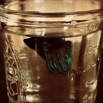 Mystic Pet Shop - Mason the fish - Pet Stores Near Me - Mystic, Connecticut Mystic Pet Shop - Mason the fish - Pet Stores Near Me - Mystic, Connecticut