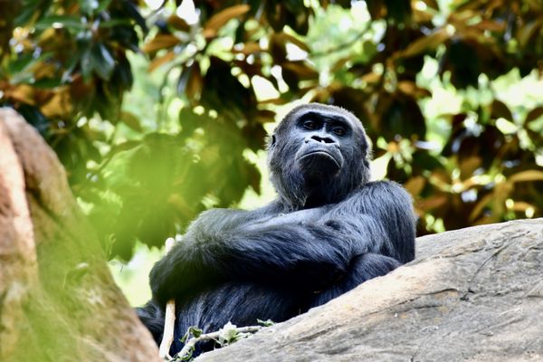 Zoo Atlanta by null