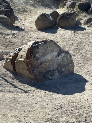 Escalante Petrified Forest State Park by null