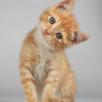 Pet & Bird Clinic - Veterinarians Near Me - Austin, Texas Pet & Bird Clinic - Veterinarians Near Me - Austin, Texas