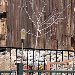 user provided Green Things photo